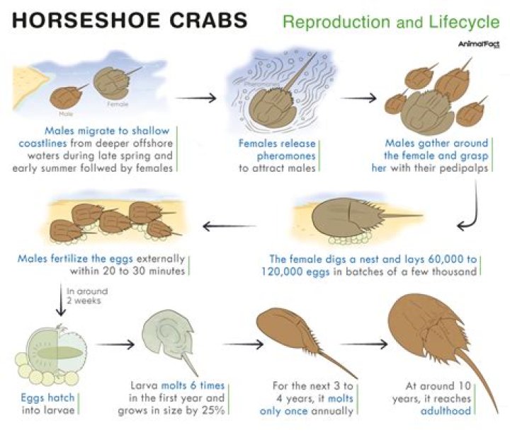 How does a horseshoe crab move?