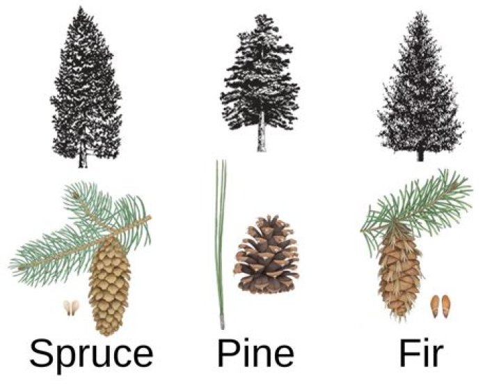 How does a spruce tree reproduce?