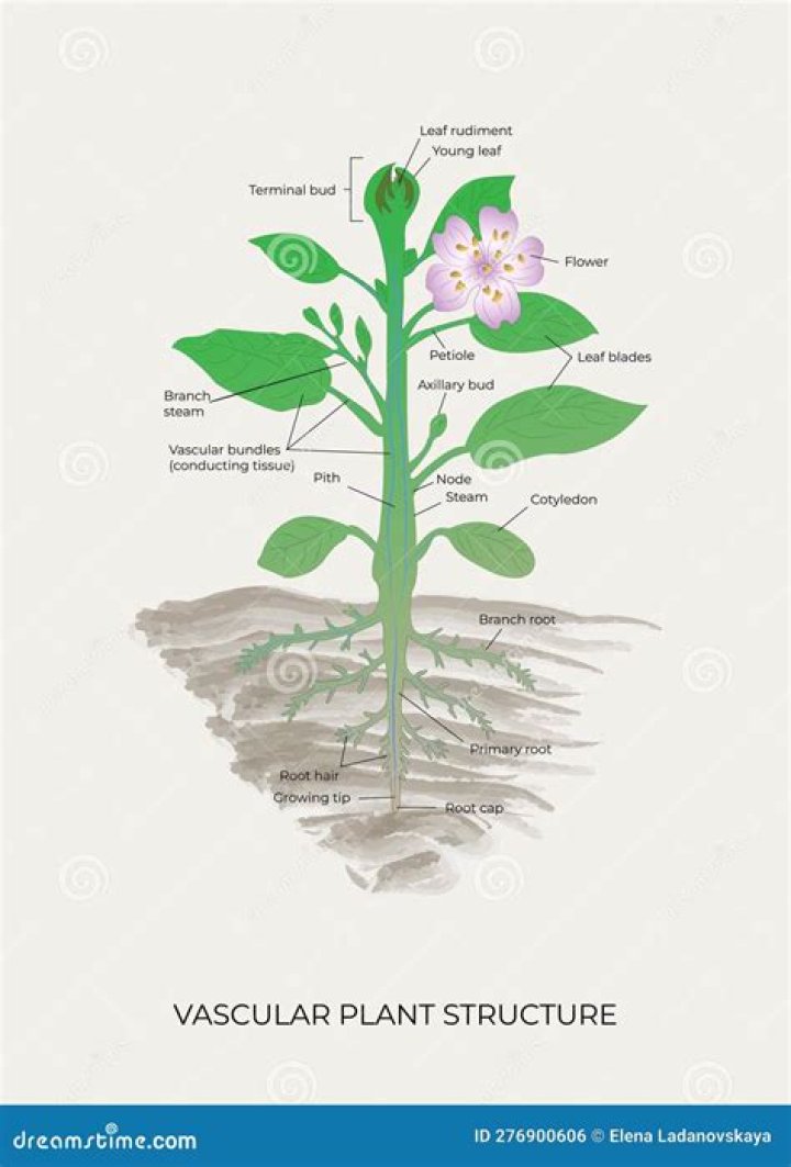 How does a vascular system help a plant to grow bigger?