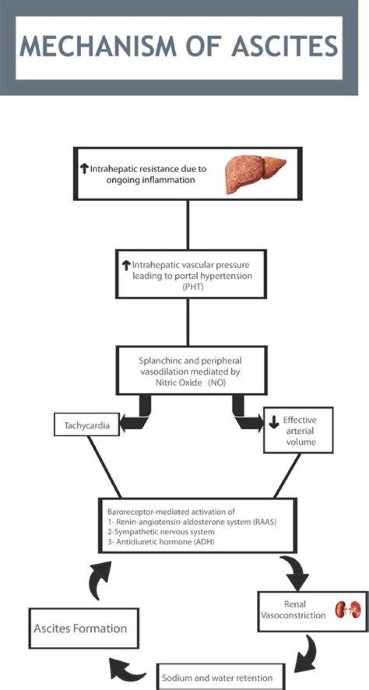 How does ascites occur in cirrhosis?