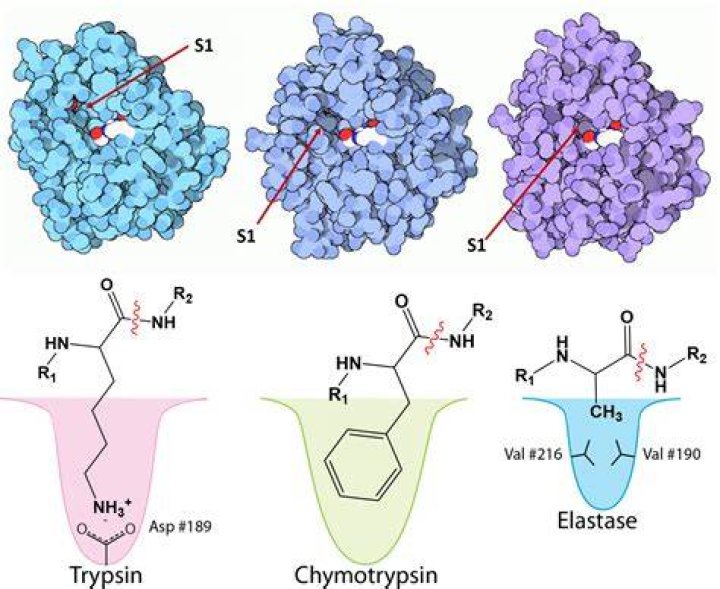 How does chymotrypsin cleave?