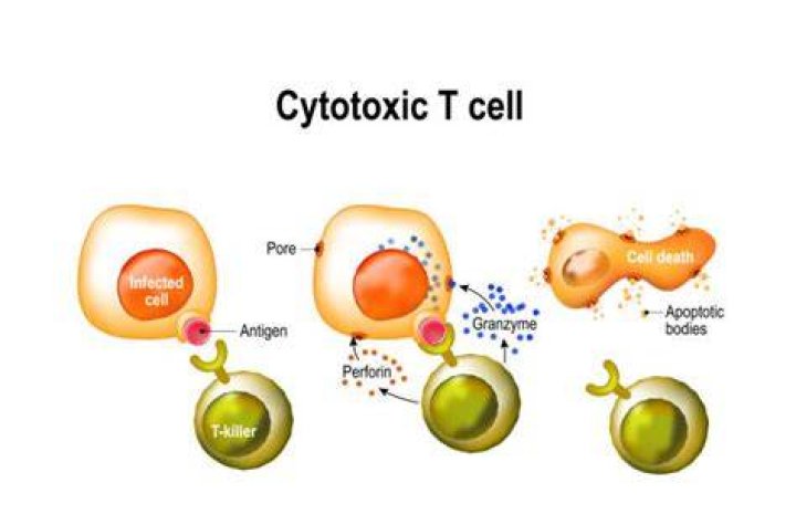 How does cytotoxic T cells work?