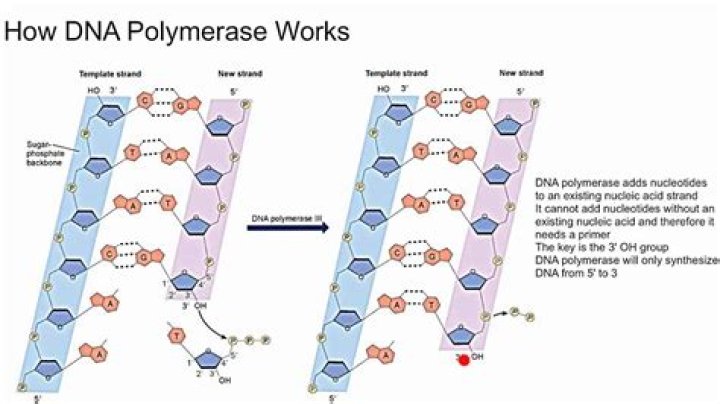 How does DNA polymerase I remove primer?