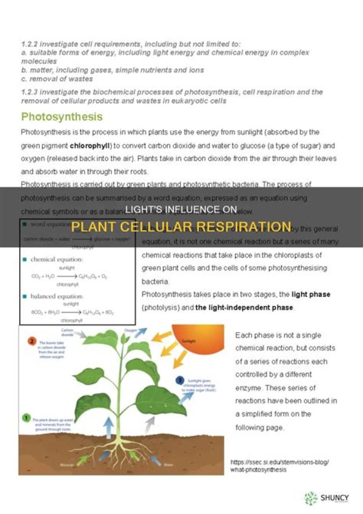 How does light affect cellular respiration?