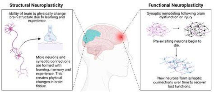 How does neuroplasticity occur?