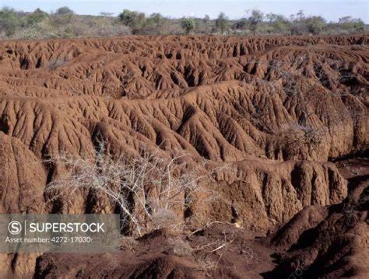 How does overgrazing affect soil?