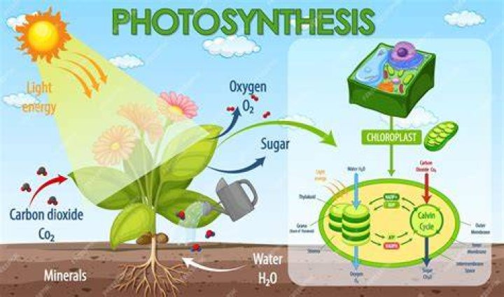 How does photosynthesis work simple?