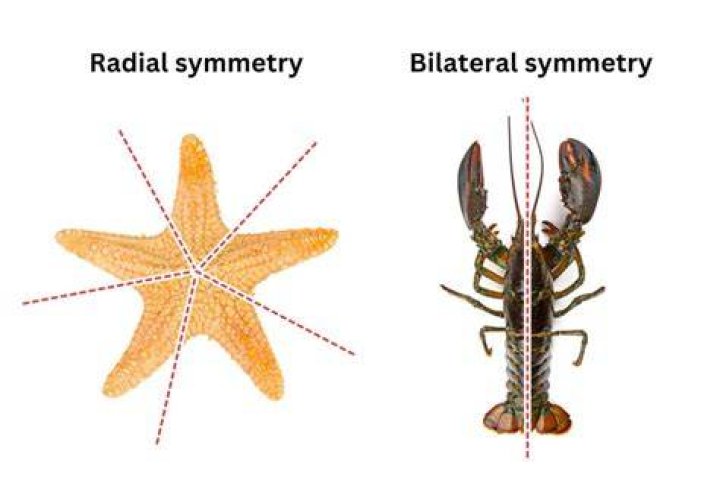 How does radial symmetry benefit an animal?