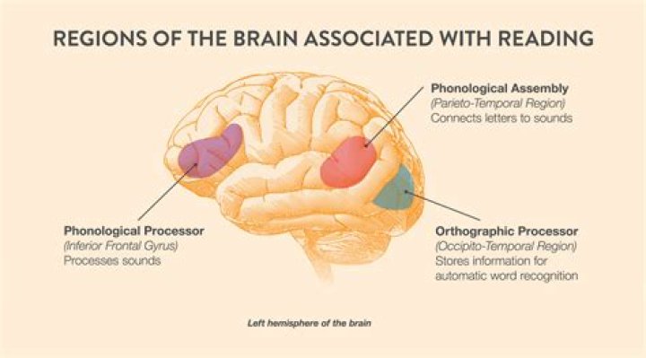 How does reading improve the brain?