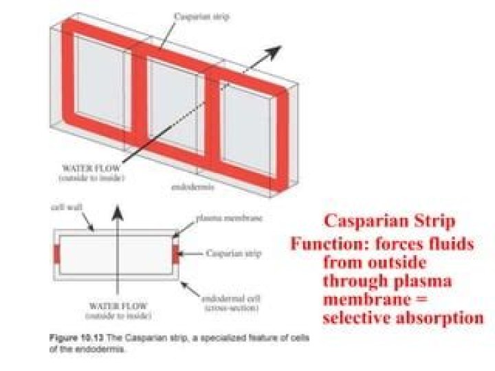How does the Casparian strip ensure selective absorption?