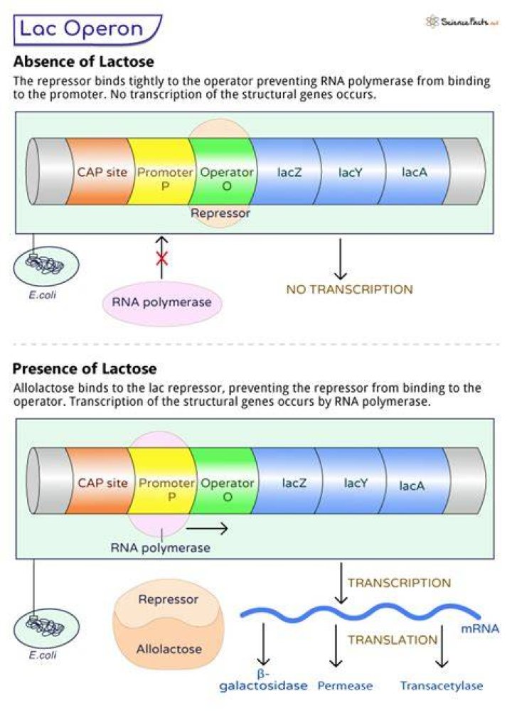 How does the lac operon work quizlet?