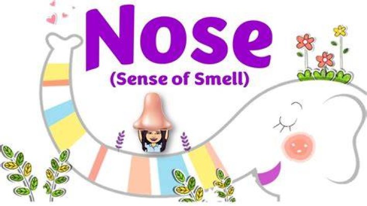 How does the nose detect smell?