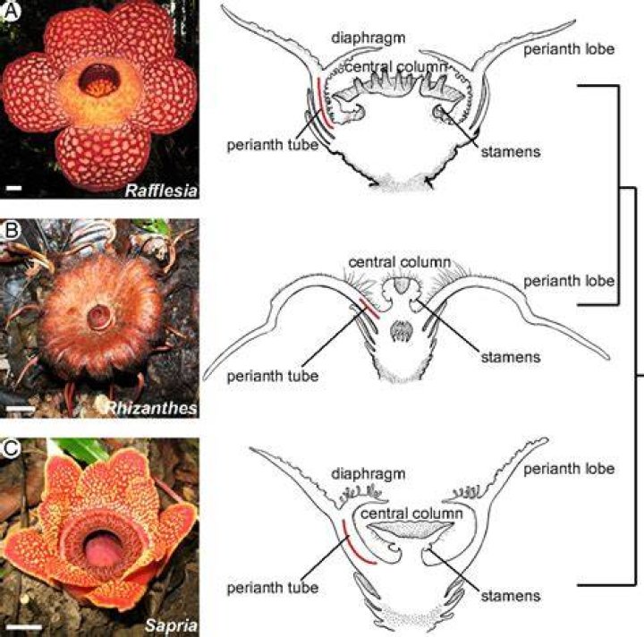 How does the Rafflesia flower reproduce?