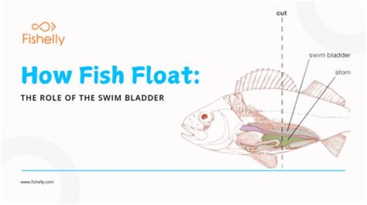 How does the swim bladder fill with gas?