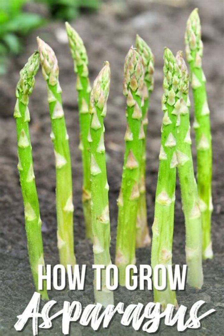 How easy is it to grow asparagus?
