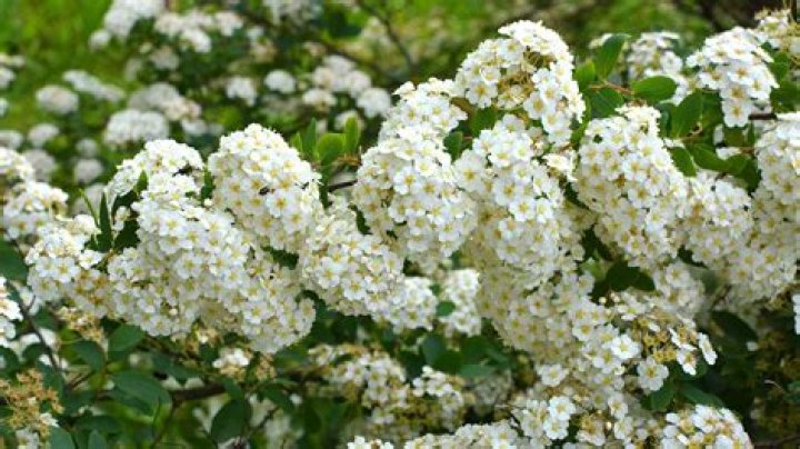 How far back can you trim spirea?