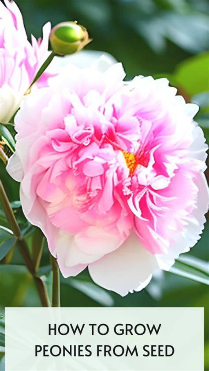 How far south can you grow peonies?