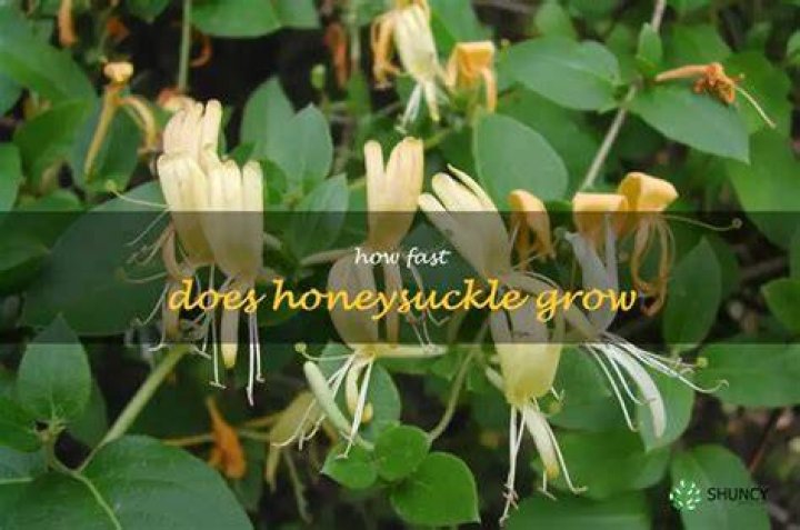 How fast does cape honeysuckle?