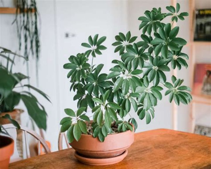 How fast does schefflera Arboricola grow?