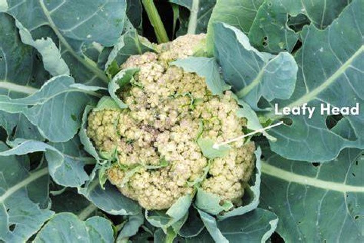 How heavy is a head of cauliflower?