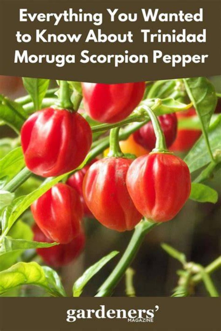 How hot is a Trinidad Moruga Scorpion?