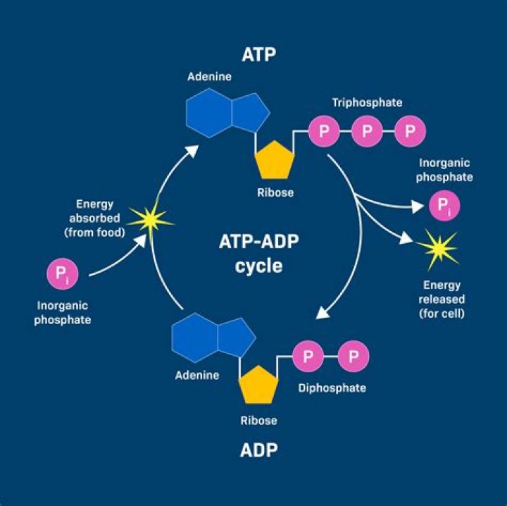 How is ATP created in the body?