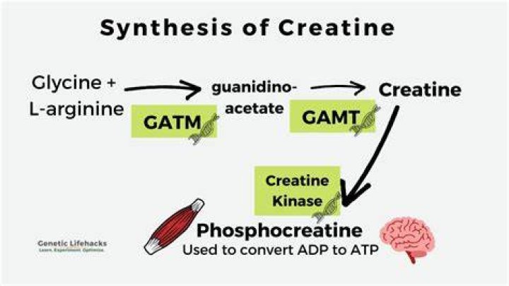 How is creatine made?