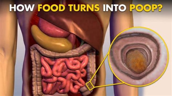 How is food turned into poop?