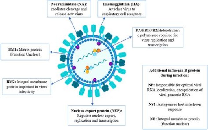 How is influenza B virus treated?