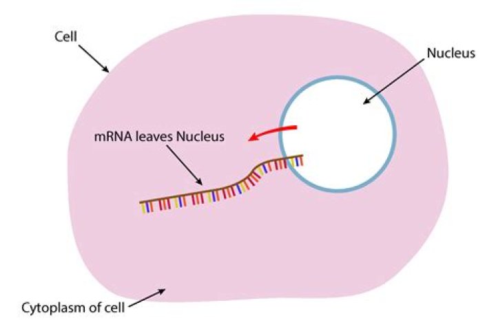 How is mRNA transported out of the nucleus?