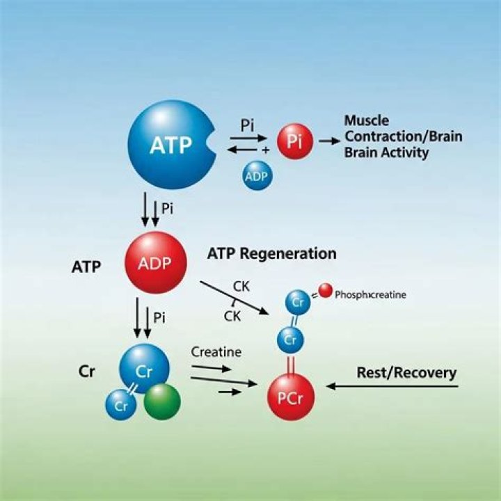 How is phosphocreatine regenerated? | ContextResponse.com