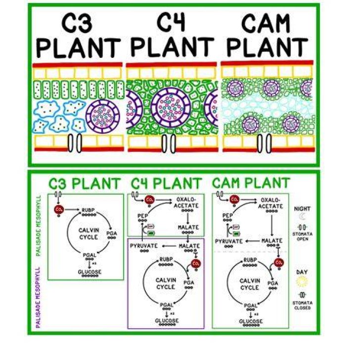 How is photosynthesis in CAM plants different from photosynthesis in c3 plants?