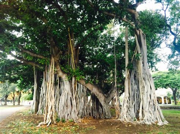 How is the banyan tree different from other trees?