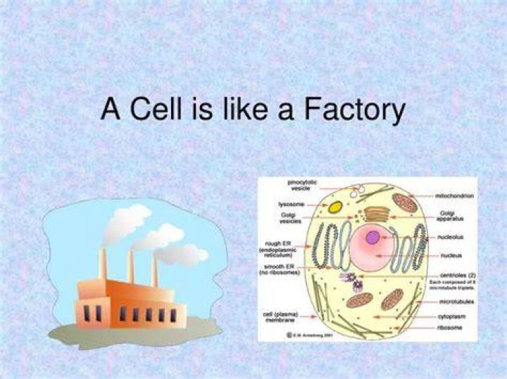 How is the cell like a factory?