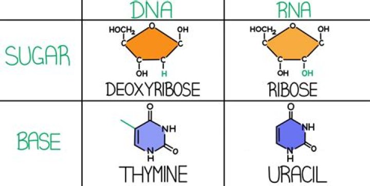 How is the sugar in RNA different from the sugar in DNA?