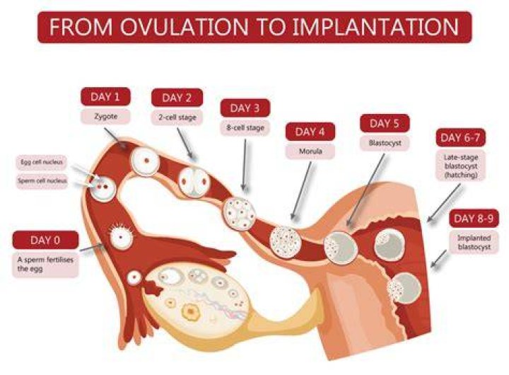 How long after ovulation does implantation occur?
