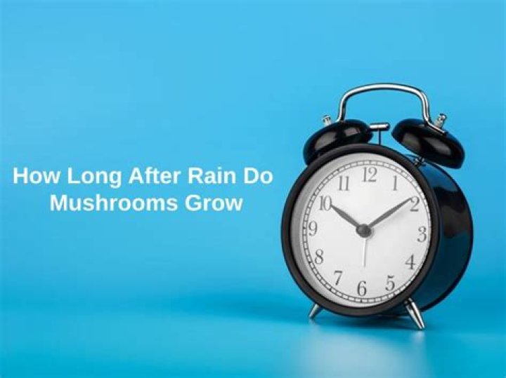 How long after rain do mushrooms grow?