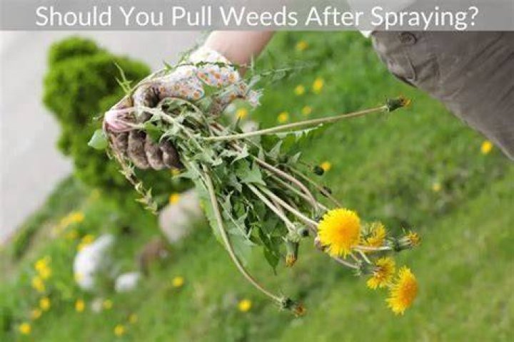 How long after spraying weeds can you pull them?