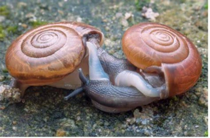 How long are snails mating?