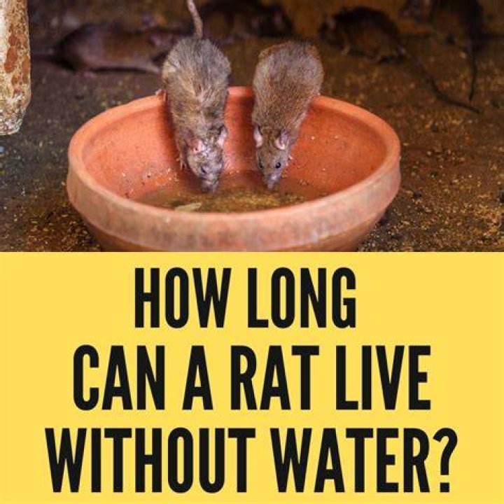 How long can a brown rat live without water?