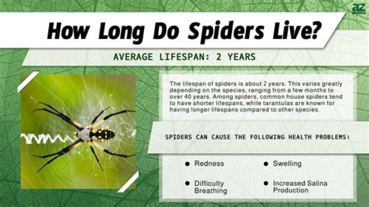 How long can a spider hold their breath?