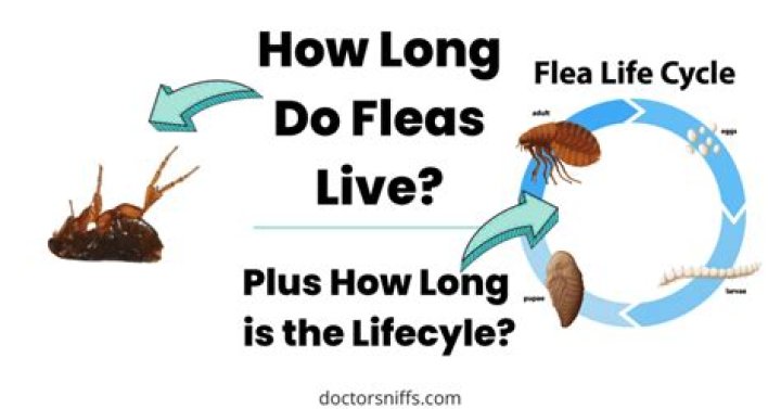 How long can fleas lay dormant?