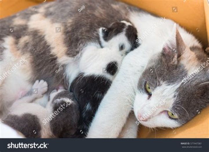 How long do cats breastfeed their kittens?