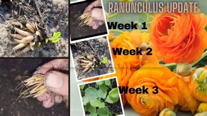 How long do cut ranunculus last?
