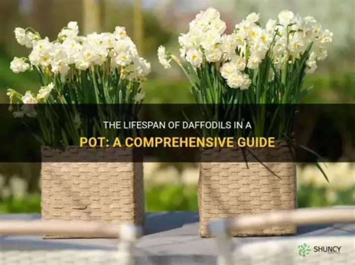 How long do daffodils last in a pot?