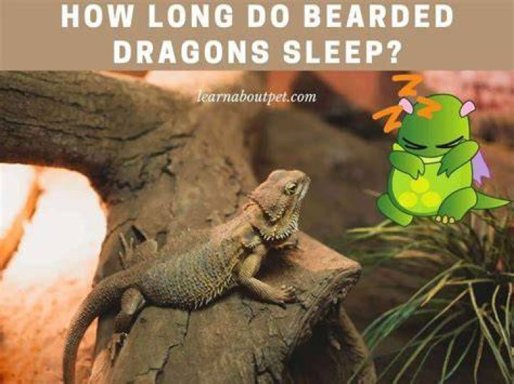 How long do dragons sleep for?