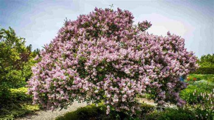 How long do dwarf lilac trees bloom?