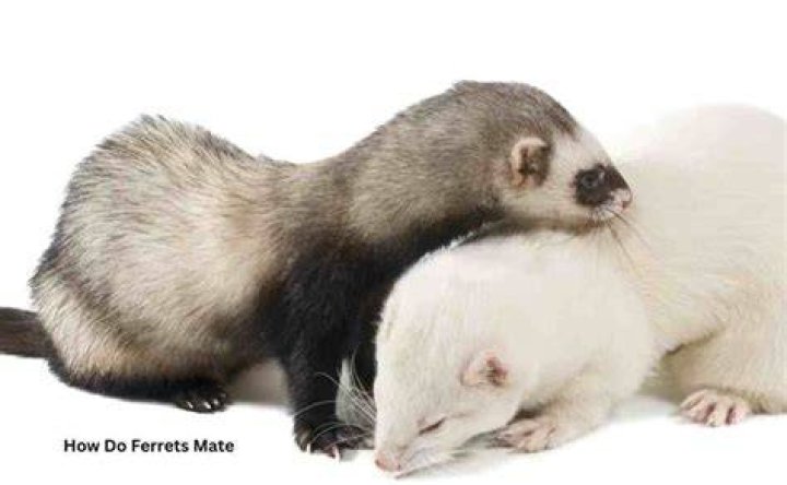 How long do ferrets mate for?