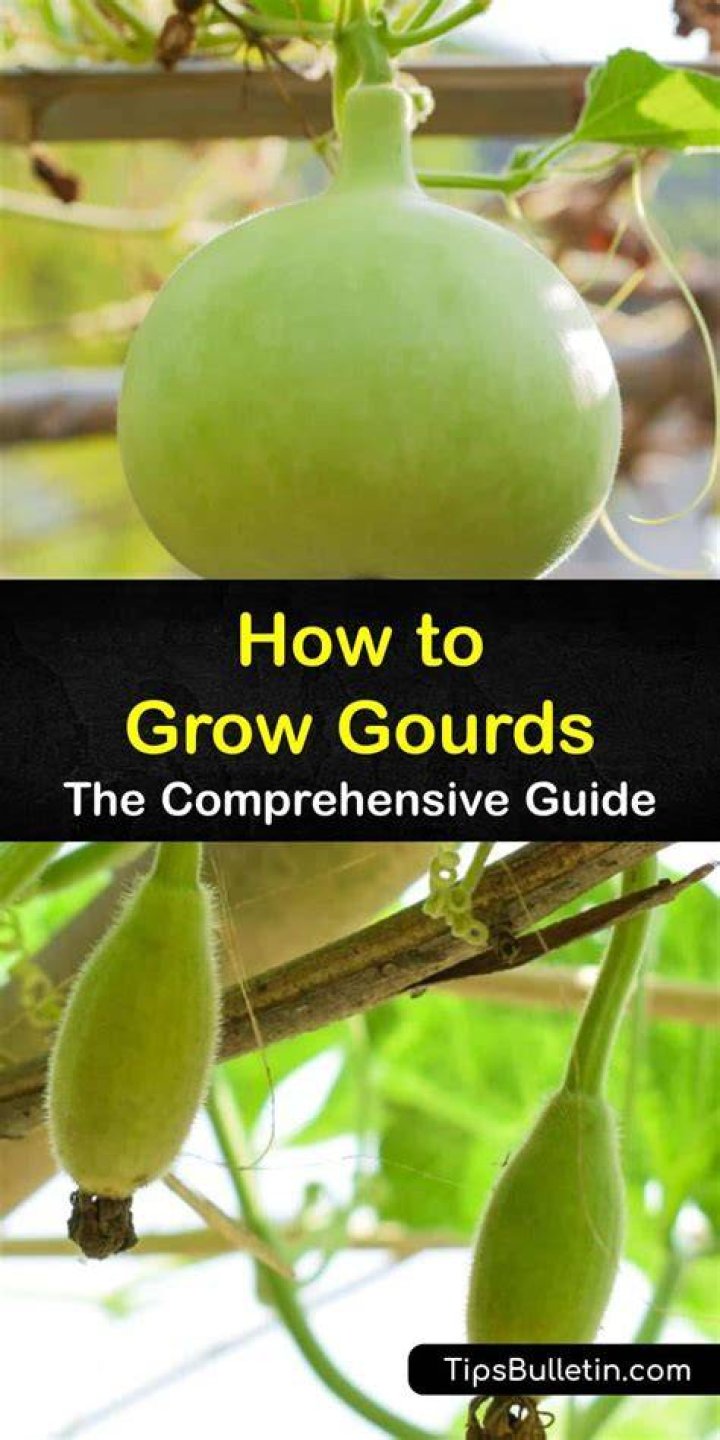 How long do gourds take to grow?