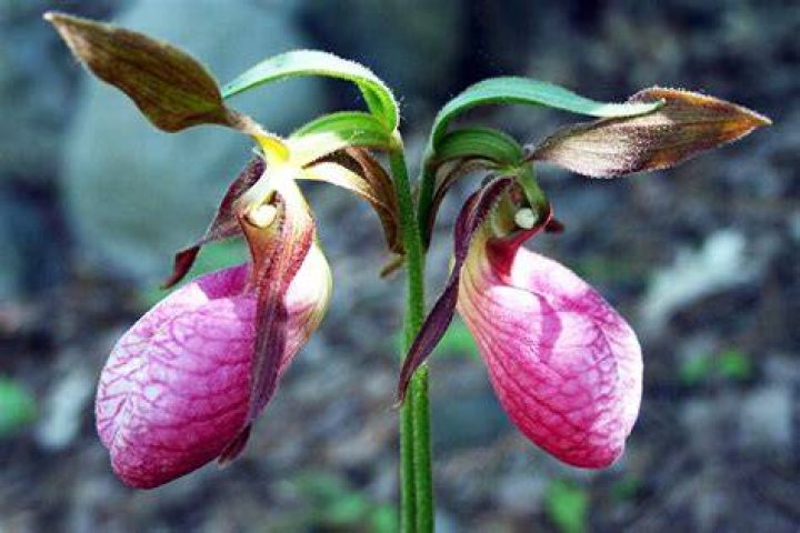 How long do lady slippers bloom?